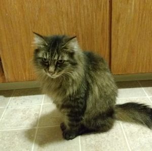 Meet your Posher, Tammy l